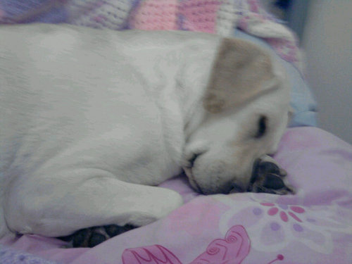 I live in shropshire and Love my dog molly to bits