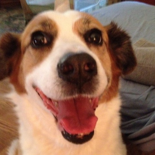 debdorian's profile picture. Psych major at OSU & working as a Business Analyst and looking forward to retiring at the end of the year. huge dog lover and have three