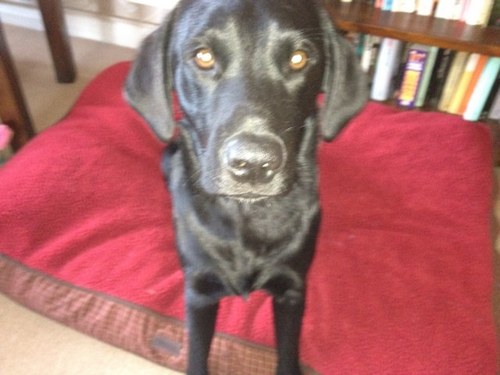 gonefortea1's profile picture. A chap who loves rugby, books and music (preferably on vinyl). Love the countryside, hates woke.