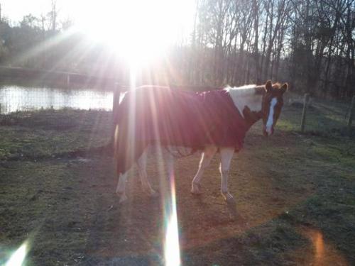 eqdreams's profile picture. a horse account (: