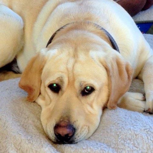 MirEgal21's profile picture. Proud Dad raising kind,rational free-thinkers,Catholic,pro-life/-Trump swamp drainer,pro-Israel & perpetual optimist on life: בסוף הכל בסדר אם לא זה לא הסוף