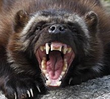 TorSkare's profile picture. 