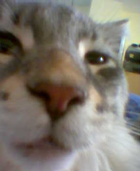 secretcat's profile picture. I see you in there ;-)