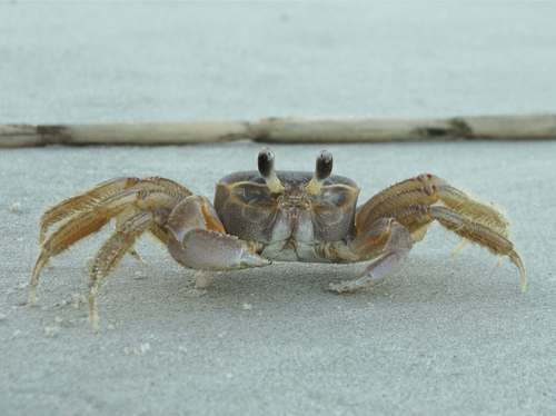 Golden Isles Insider