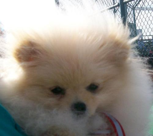 I breed and show AKC Poms with a primary focus on type and health in cream & black and tan