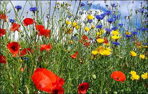 Flower care and tips.  Keep your potted and cut flowers fresh and alive longer! For quality seeds, click the link.