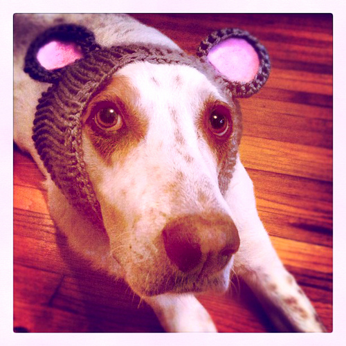 fullcryhound's profile picture. 