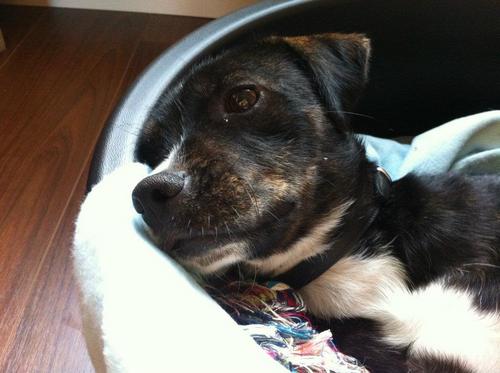 Stichting Dierenhulp Zonder Grenzen help (zwerf) honden en katten in o.a. Spanje, Italie en Griekenland
