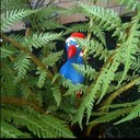 Kim Lander - @bimmaree - Twitter