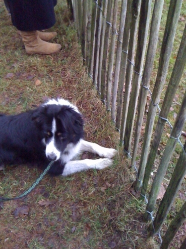 Dieseldecollie's profile picture. Bordercollie - Hond - Levensgenieter - Snelle eter - Frisbee -