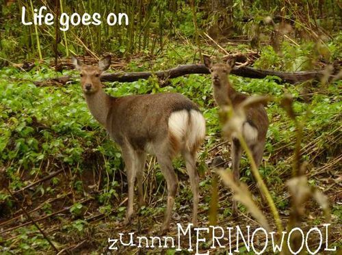 zunnnMERINOWOOL's profile picture. 九州長崎生まれ→名古屋→東京→さいたま→長野県佐久→北海道旭川移住系
ずんで～す。
テレマークで登って滑ってます。
旭岳と三段山が大好きです～
11-12シーズン休養中
大雪山☆毎♥Love♪