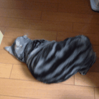 トラップ射撃.猟銃等狩猟【Rizzini Berreta】https://t.co/GmMDpvmchK
