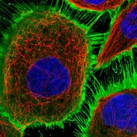 HPA CellAtlas (@cellprofiling) 's Twitter Profile