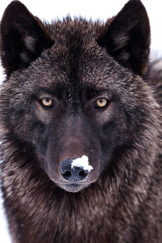 WismanDark's profile picture. 