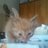 Giorgia  (@mitikafalda) Twitter profile photo