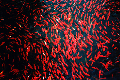 shannon_sxo's profile picture. EVERYONE FOLLOW MY NEW ACCOUNT @marilyns_whore PLEASE!