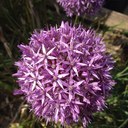 Liz Bach - @Liz__Collier - Twitter