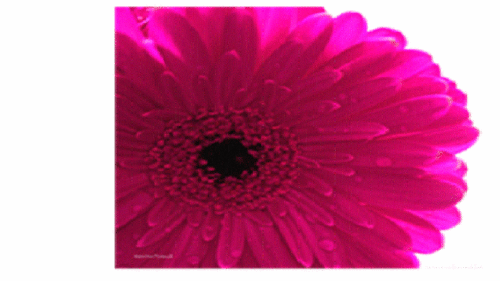 Floral cash and carry.We deliver to Merseyside, Cheshire, W Lancashire and Wirral, call 0151 523 1343.Visit us at 1 Bookfield Business Centre, Liverpool, L9 7AS