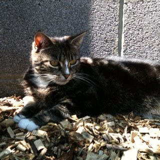 Lifeofa_Cat's profile picture. I'm a middle-class cat. I live life by the 3 P's: prowl, purr and perfection. #Cattitude