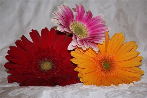 katbrickley's profile picture. creative marketing is my passion but family is my life