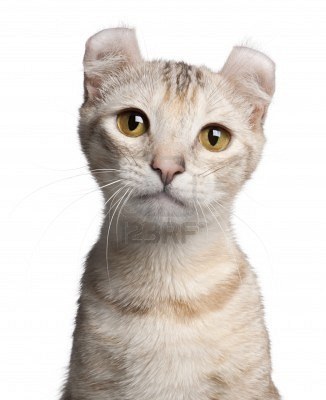 shOpvenster's profile picture. Past uw product ook bij shopvenster.nl ? Bij Shopvenster.nl vindt u bijna alles! Fairtrade, superfoods, duurzaam, kado's, bloemen versturen sieraden etc