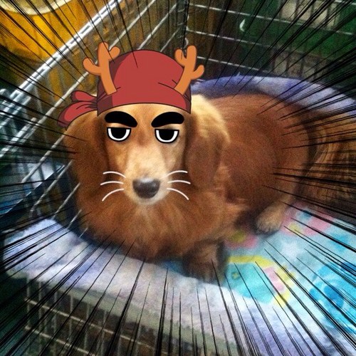 japayogui's profile picture. 