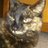 FamilyTabby's profile image