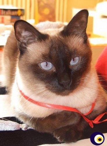 kedidem's profile picture. A unique confusion without a solution.