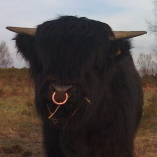 headlandfold's profile picture. Uther is the stock bull of the Headland Fold of Pedigree Highland Cattle