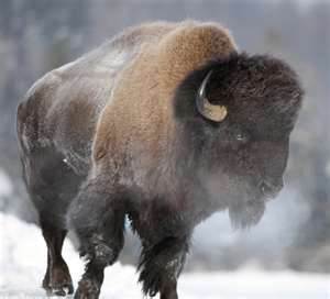 That's a Bison.