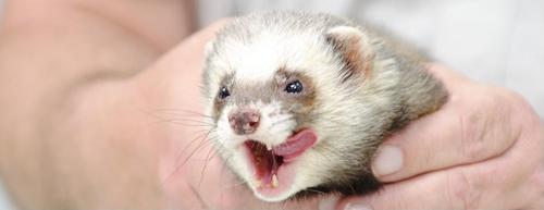 fred_predictor's profile picture. Люблю мячики, говядину, большие компании. Разбираюсь в футболе. Прогнозирую и болею. Коренной харьковчанин.