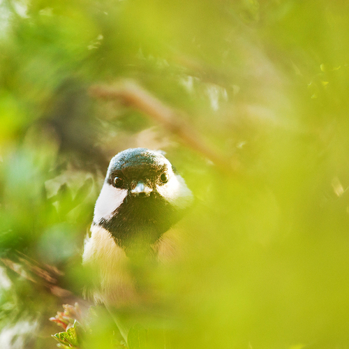 Love being outside photographing wildlife.  Love the outdoors... apart from big Mosquitoes that like to drain my blood supplies!