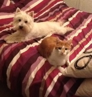 BChez84's profile picture. 