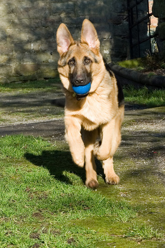 Dog training and behaviour counselling in South Lakes and Dales. A well behaved dog is a happy dog and a pleasure to own - everyone's a winner.