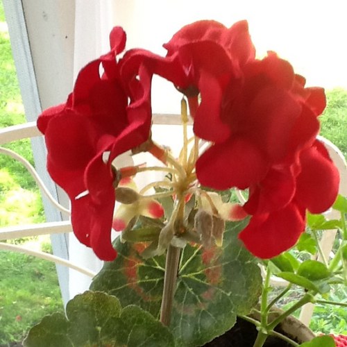 shirlinky's profile picture. 