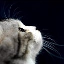 如是我闻而知悲 - @abby_pan123 - Twitter