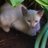 pulyrincon's profile image