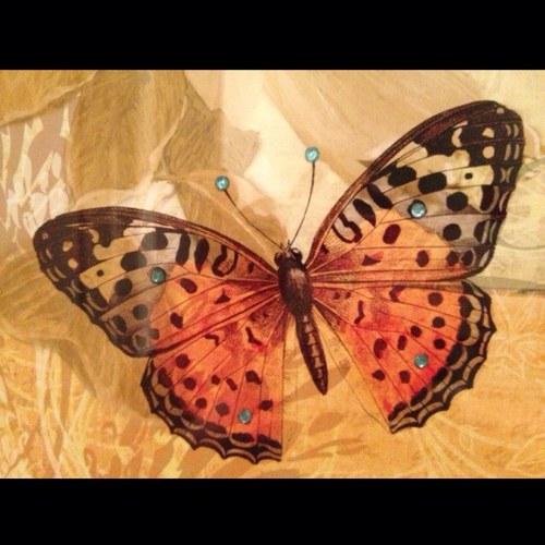 butterfly161464's profile picture. 