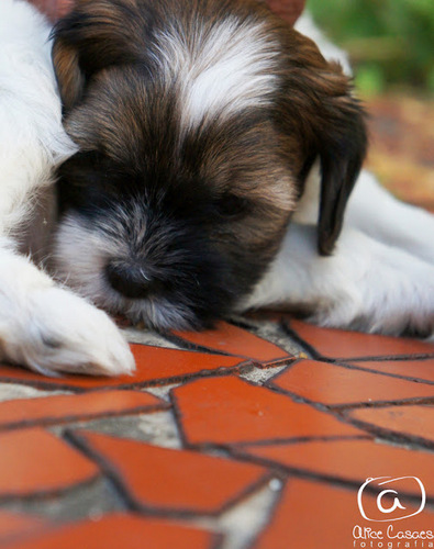 sou um cachorro que gosta de morder