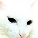 Stella Trang - @88_vn - Twitter