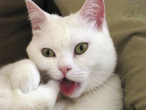 Miau miau miau :3