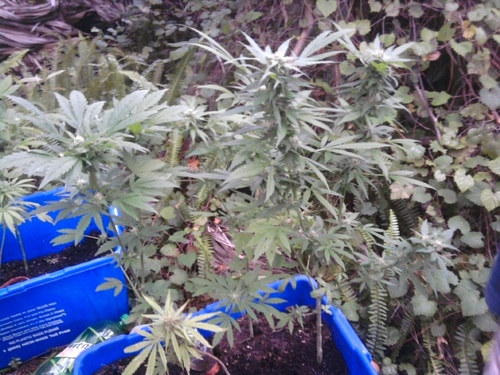 treez_man's profile picture. im 19