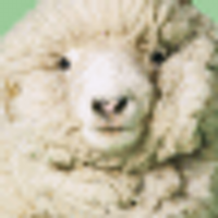 相互100％幸運のカエル (@mokenkenll) 's Twitter Profile Photo