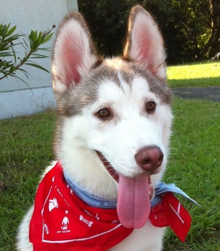 ryupon02's profile picture. 家族を守る事が出来る力を持ちたい・生きる上での選択肢を沢山持ちたいと思いネットビジネスに取り組み、サラリーマンをしながら月収50万円ほど稼いでいる24歳です。宜しくお願いします。