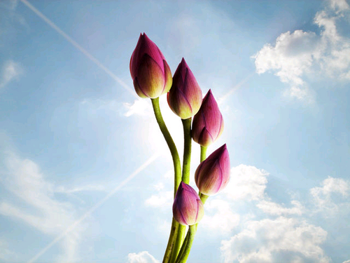 لا إلــه إلا اللّــه  ♥