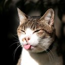 Funny Cat (@0nlyKitty) Twitter