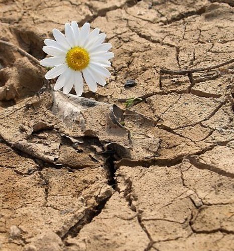 مسلمة سورية حرة، أسعى لزرع بذور الامل في صحاري المحن...
