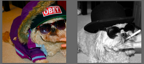 mickeythedawg's profile picture. pup from up north, used to be a show dog and now living the dream.