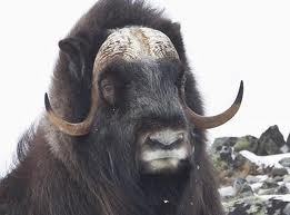 BUEY_ALMIZCLERO's profile picture. Actor cómico, compositor, titiritero e ingeniero geofísico que cautiva al mundo con su rol como Buey Almizclero