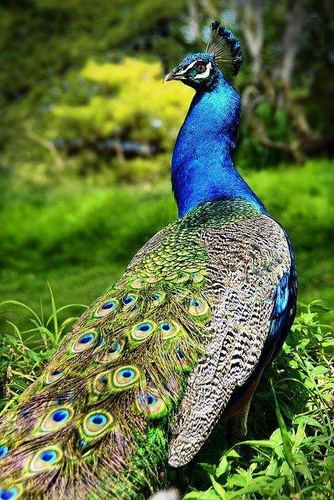 Nrg81Shayona's profile picture. 